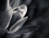 Tulip Study No. 1