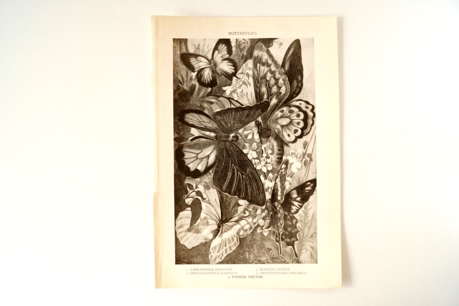 Vintage / Antique Butterflies Book Plate Engraving 2 (c.1900s) - Collectible, Home Decor