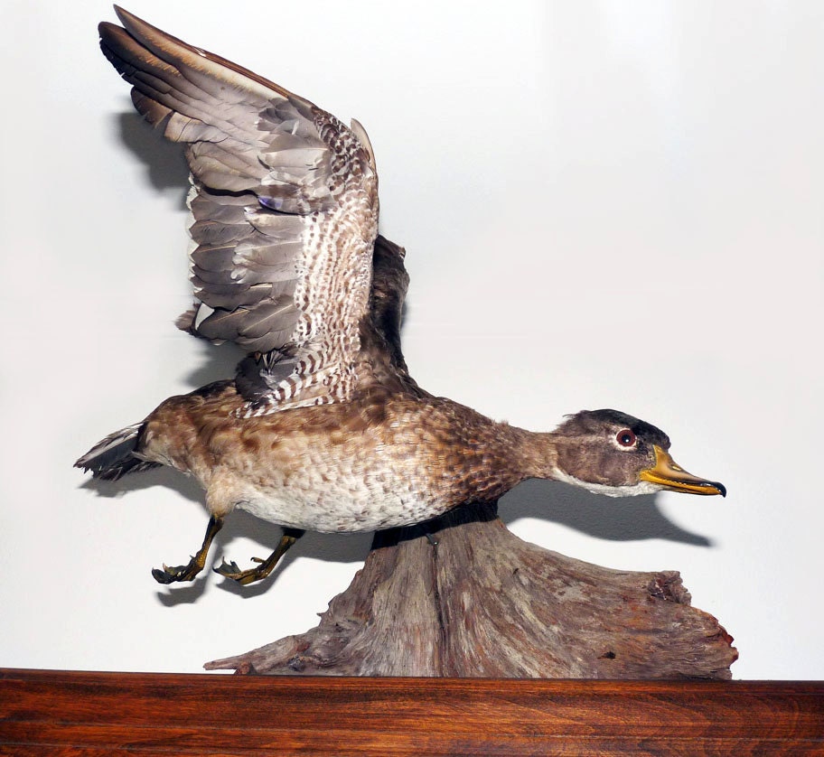 Vintage Taxidermy Teal Duck