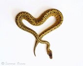 Snake Photography - Snake Photograph Reptile Python Snake Heart Art - 8x10 Fine Art Photo Print