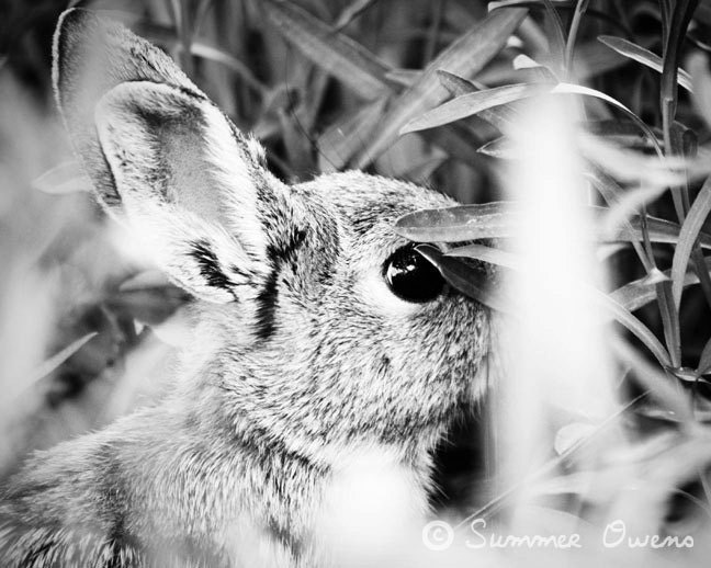 Wildlife Photography - Black and White Art - Cottontail Bunny Rabbit - Hiding - 8x10 Fine Art Photo