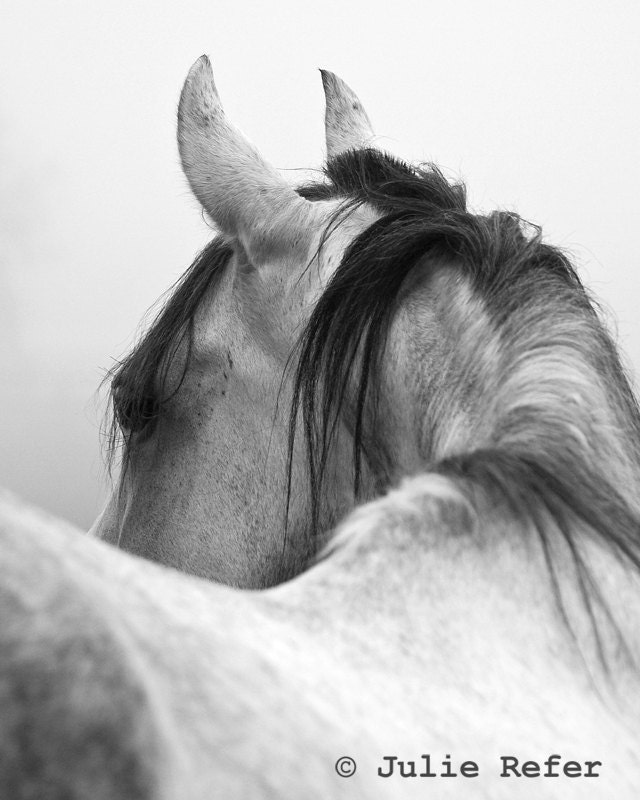 Horse Photography Black and White Horse Photograph 11 x 14