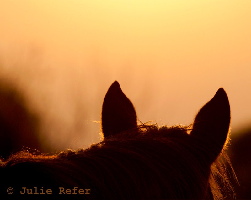 Horse Photography Fine Art Horse Print 8x10