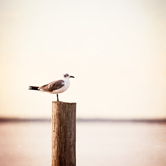 Seagull Photography - bird beach photography - cream beige neutral pale light brown - coastal wall art photo print seashore - 8x8 Photograph