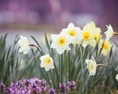 Flower Photography - purple violet yellow plum white green daffodil print floral wall art botanical photo, 8x12 Photograph, "Daffodil Chant"