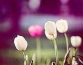 Flower Photography - purple wall art green pink white tulip floral nature print dark photo botanical, 11x14, 8x10 Photograph, "Still I Rise"
