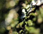 Surreal Nature photography Deep green Bokeh print 10"x10" (25x25cm) Abstract Macro