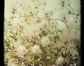 Golden nature photograph- summer, hipster, teal, dreamy, milk weed, vintage style, ttv, girly, retro inspired, whimsical, surreal, 8x8 print