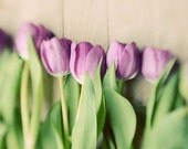 Tulips spring floral print- purple, romantic, shabby chic, enchanting, french country, dreamy, fine art photo, 8x10 print
