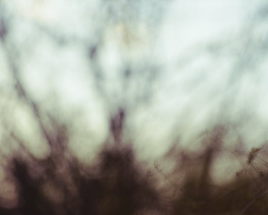 Ethereal tree photograph- aqua, brown, blue, woodland, landscape, abstract, branches, fine art photo, 8x10 print