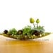 Pretty Little Lichen Vessel Terrarium