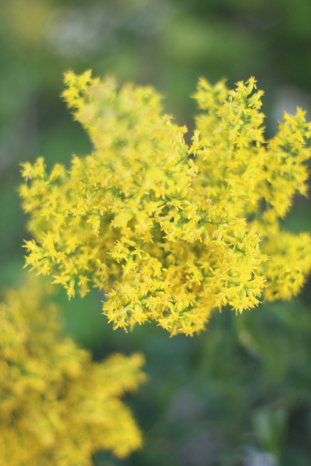 Golden - Fine art Flower Photography, yellow, garden, home decor