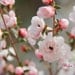 SOFT PINK BLOOMS Macro Photography