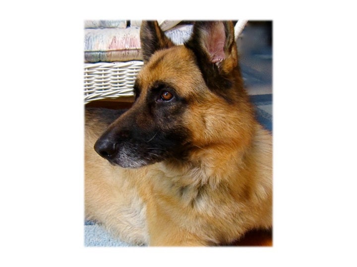 Blank Note Cards Dogs Cats Horses Customizedusing YOUR images Pets Wedding Baby Recipes