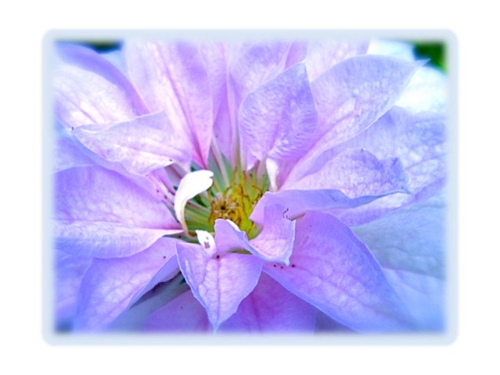 Flower Nature Photography 'Blush & Blue' soft lavender blue pastel pink turquoise yellow stamens clematis