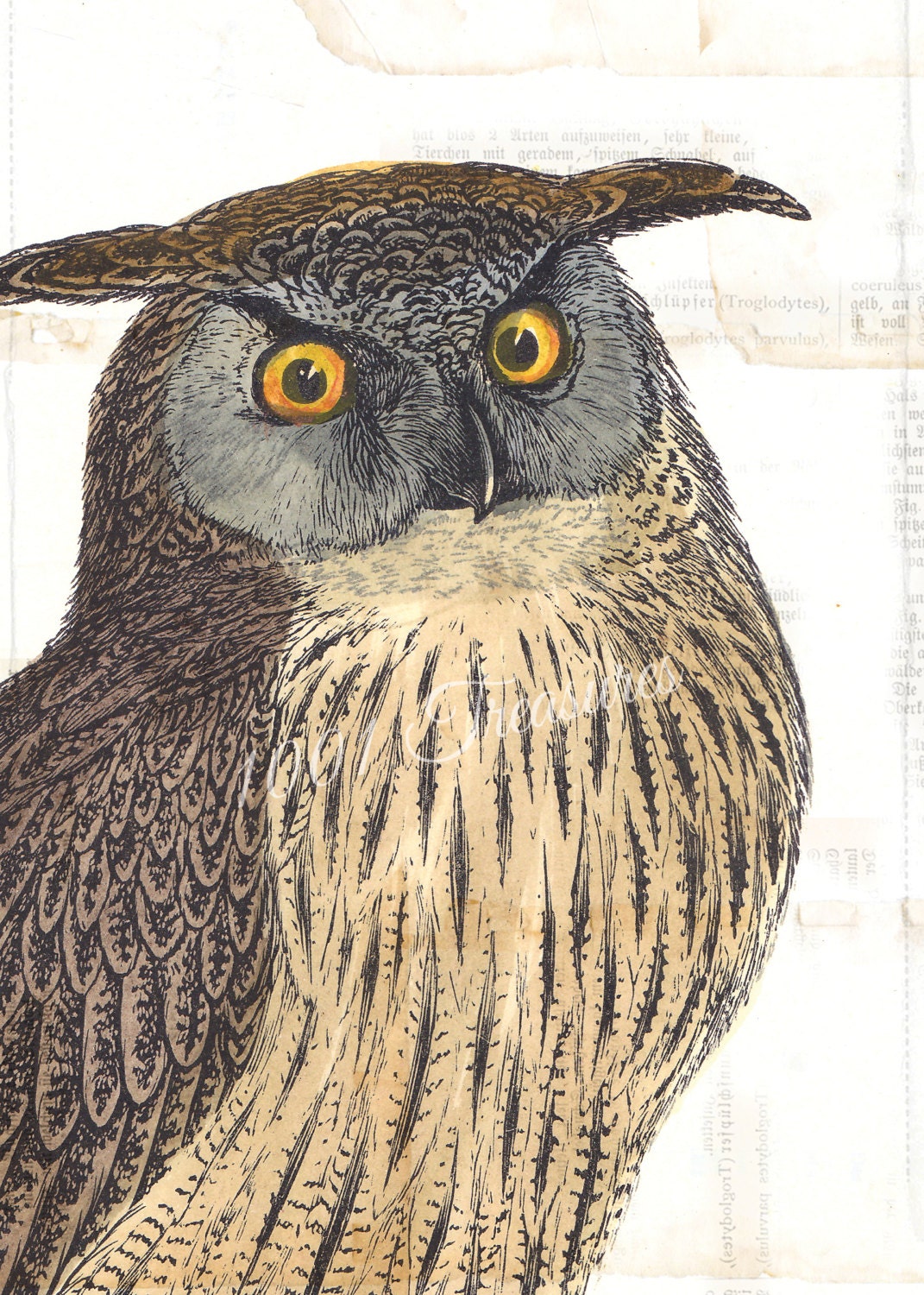 Antique Owl Collage Art Print  - 5 x 7 - Owl - Woodland