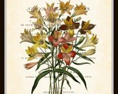 The Botanical Repository Plate 12 Digital Collage Antique Botanical Art Print 8 x 10 Home Decor Home and Garden Wall Decor