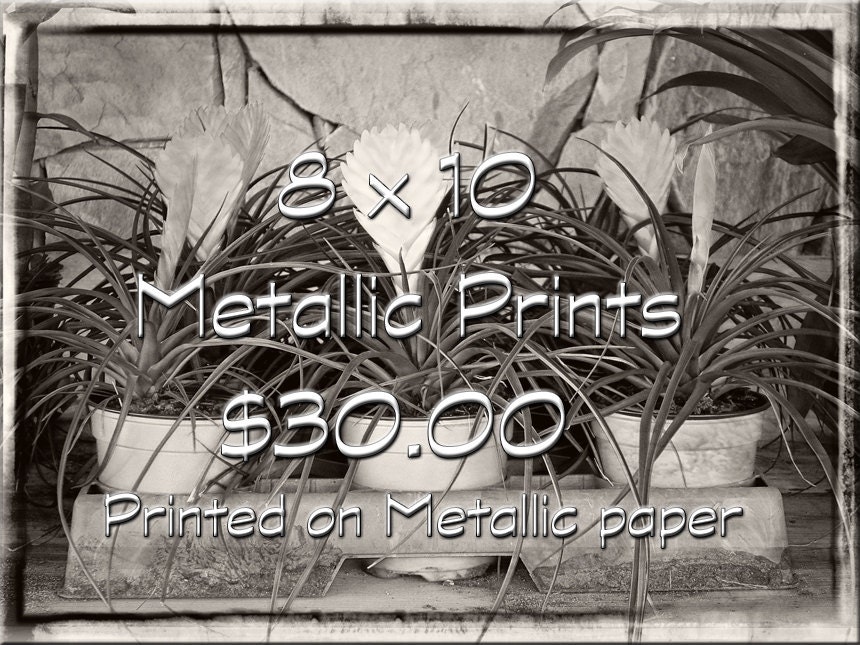 Enlarge Any Photograph Seen Here on Metallic Paper - 8 x 10 Print