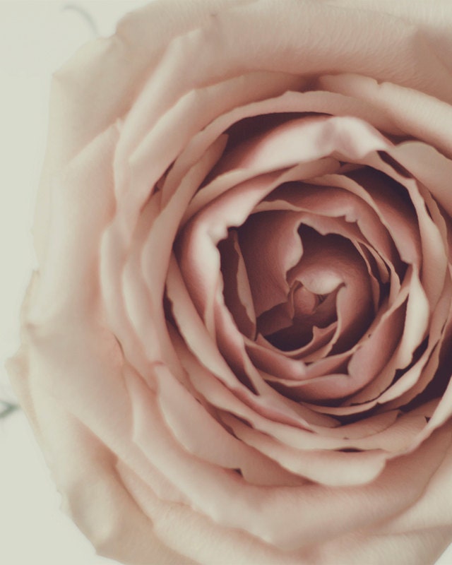 Blush -  Rose Photography Print 5x7
