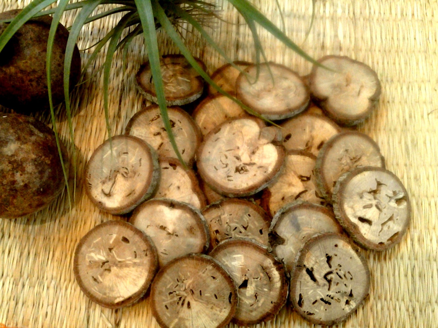 25 pack assortment of Natural Oak Tree Wood discs for Rustic  Wedding decor, holidays, Crafts, DIY projects