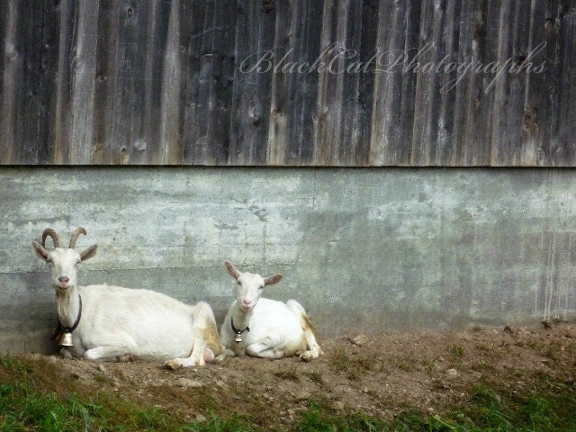 Baby Animal, Farm animal print, Spring Nursery wall Art, Barn art, Goat Fine art Photography, Cute 5x7 Barn Animal print