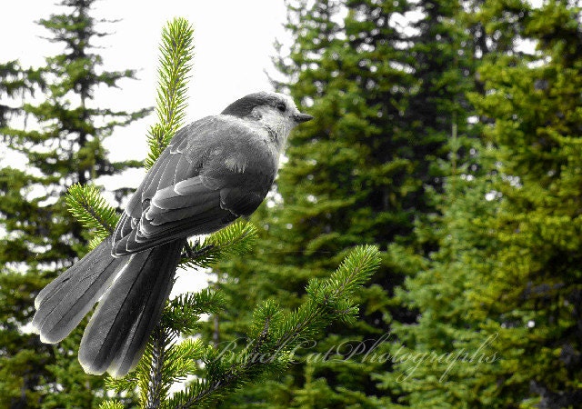 Bird wall decor, Nature Art, cute woodland print, 8x10 Bird Photo, steel grey and forest green, Forest fine Art Photography