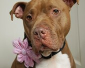 Dog Collar Flower Pink Gingham Large