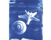 ACEO Cyanotype Photograph, Blue & White Sea Shell and Starfish, Miniature Original Art 2.5 x 3.5 inches