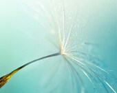 Dandelion photography botanical abstract nature print 8x8 fine art dandelion seed whimsical teal pastel nature photo print teal home decor