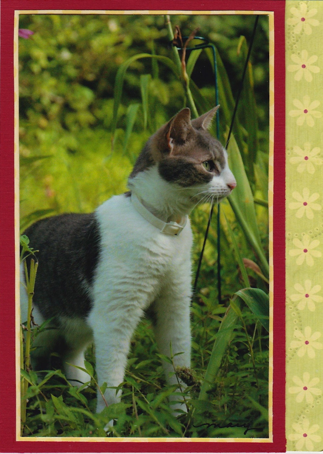 Small Photo Note Card, Cat  - Blank, Handmade, Frameable