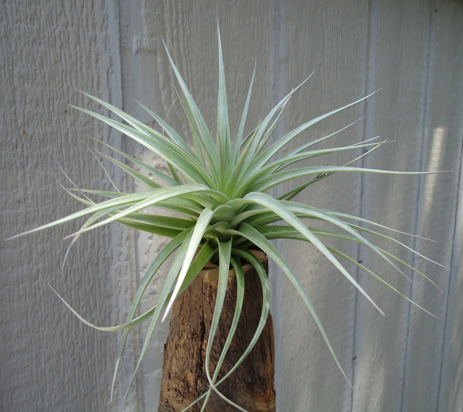 Tillandsia Aeranthos Giant Fan