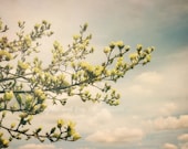 Daydream 8x10 Fine Art Photography Spring Yellow Magnolia Flower Tree Sky Clouds Nature Shabby Cottage Chic Home Decor Wall Art