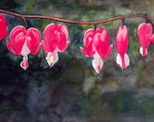 Bleeding Hearts-Floral-Gift for Her -Giclee Print- Fine Art Watercolor Print- Home Decor