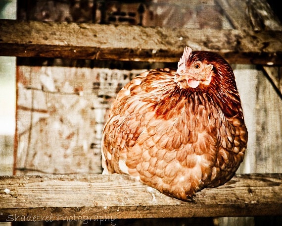Chicken Hen French Country Barn Red Rust Hen House Farmhouse Decor Rustic Country Kitchen Simple Style Farm Country, 8 x 10 Fine Art Print