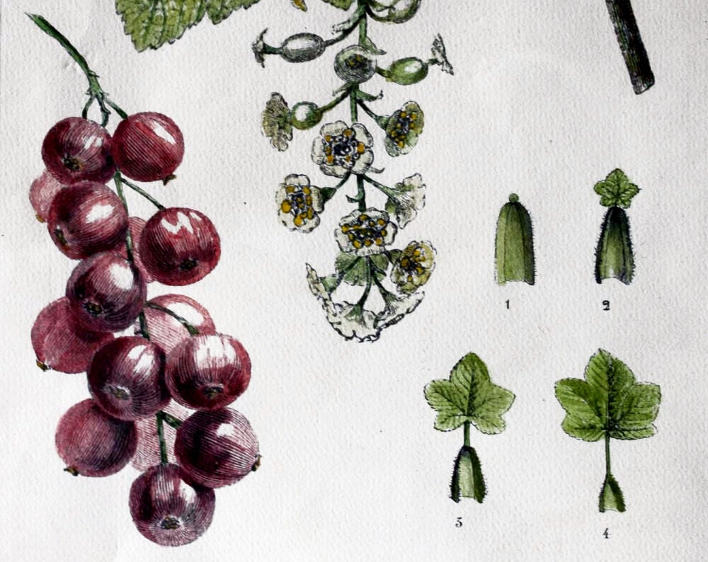 Little antique FRENCH Original Handcolored botanical engraving " Currant"