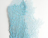 Beach Decor - Turquoise Sea Fan - Authentic Specimen Quality