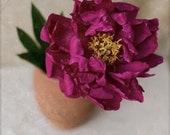 Peony, Pink, Flower photography, 8 x 8 Photography, Square
