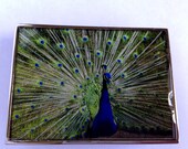 Peacock Belt Buckle Handcrafted art photo resin snap on 2 x 3 inches