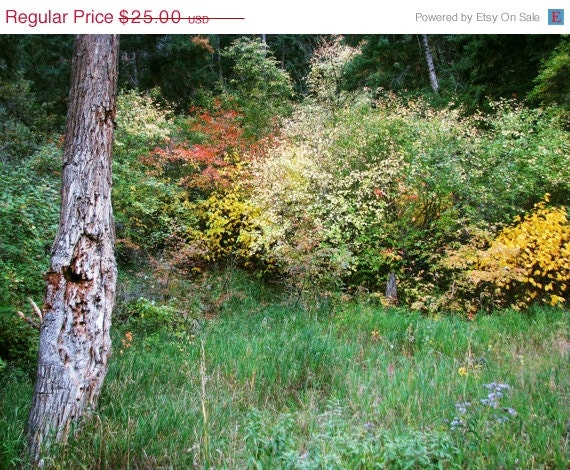 Transition of Colors: Autumn is Here 8x10 Photo (Other print sizes available) - in Stock - tree colorful Colorado green yellow orange fall