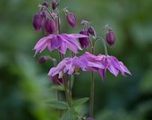 Purple Flower, Flower Photography, Dreamy Floral Photo- gift under 50, photography wall art, home decor, 8x12 print, nature photography