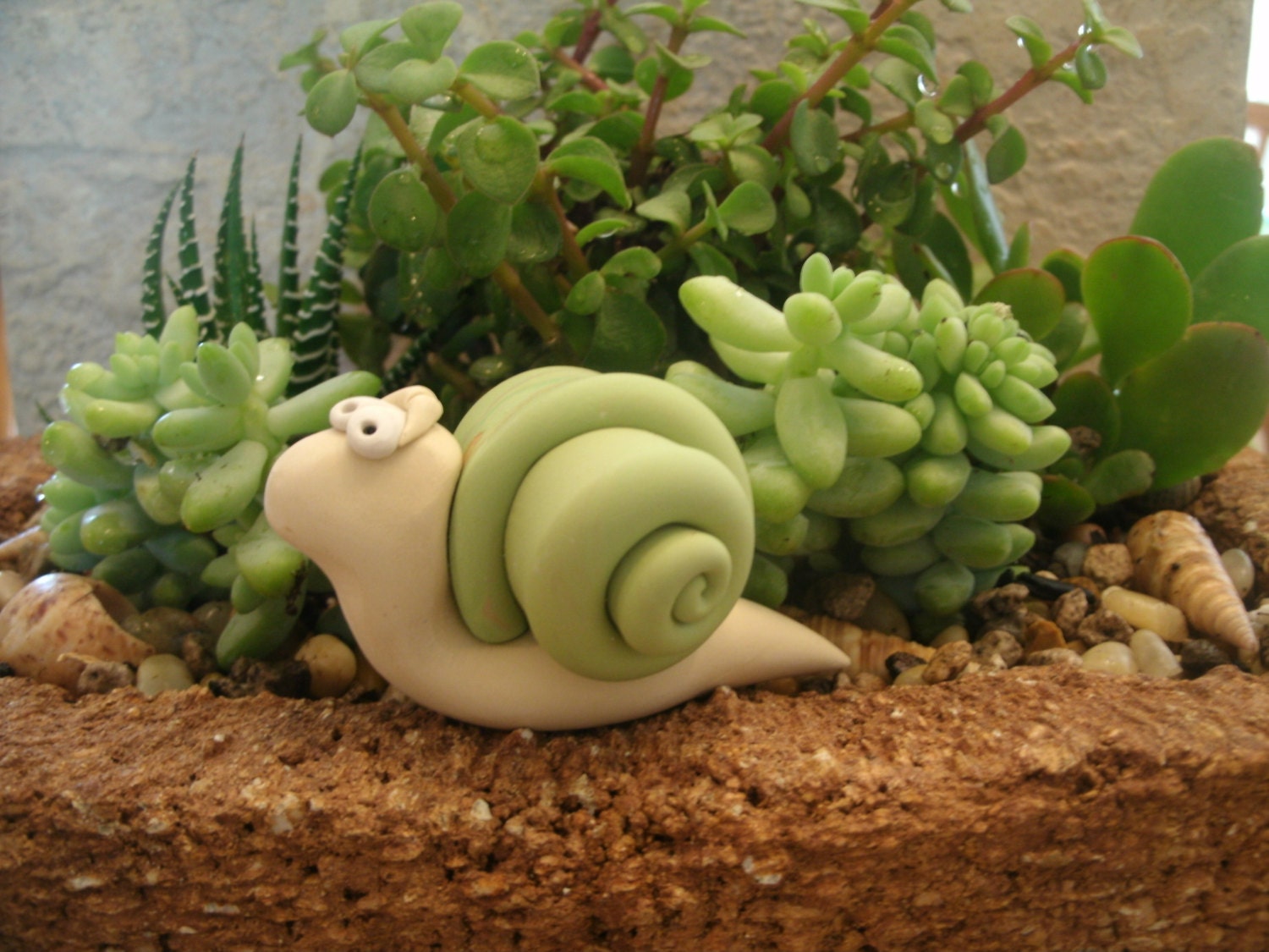 Garden Snail