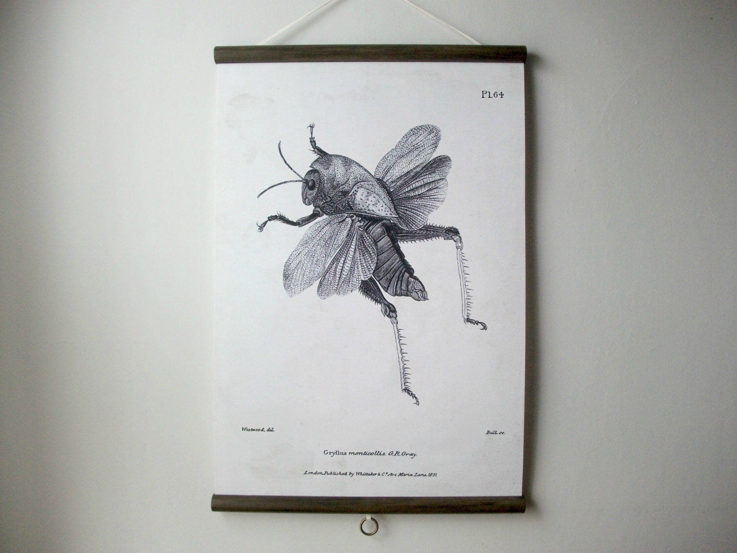 Canvas Vintage Style School Science Chart with Wood Trim  - Grasshopper (17"x25")