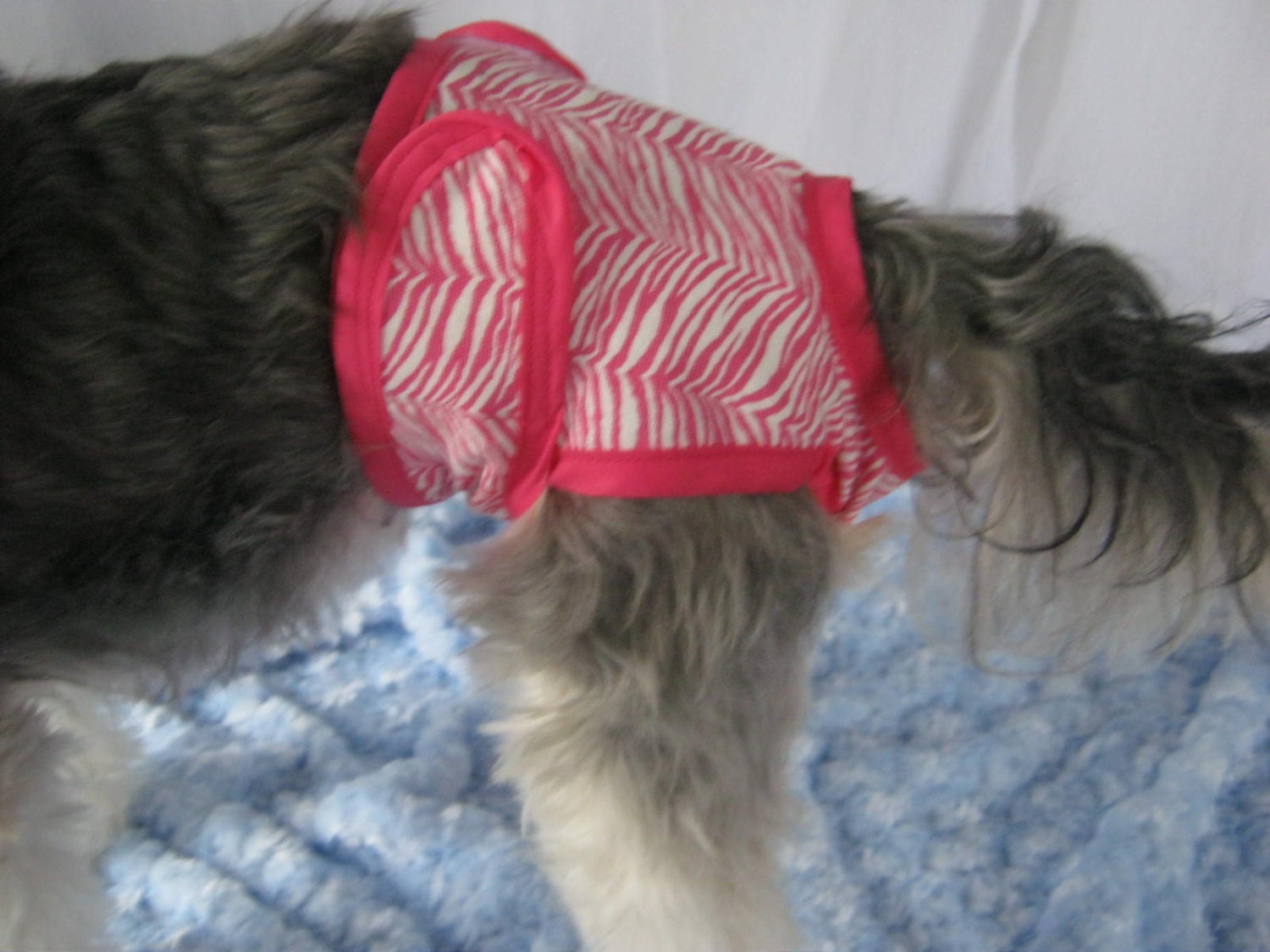 Puppy Panty in Pink Zebra