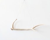 3 Point Axis Antler Drop Deer Shed