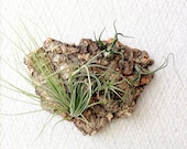 Wall Garden: Air Plants on Sustainable Virgin Cork Bark