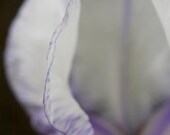 Iris 8x12  color photograph, print, close up, modern, minimalist, home decor, abstract cool tones