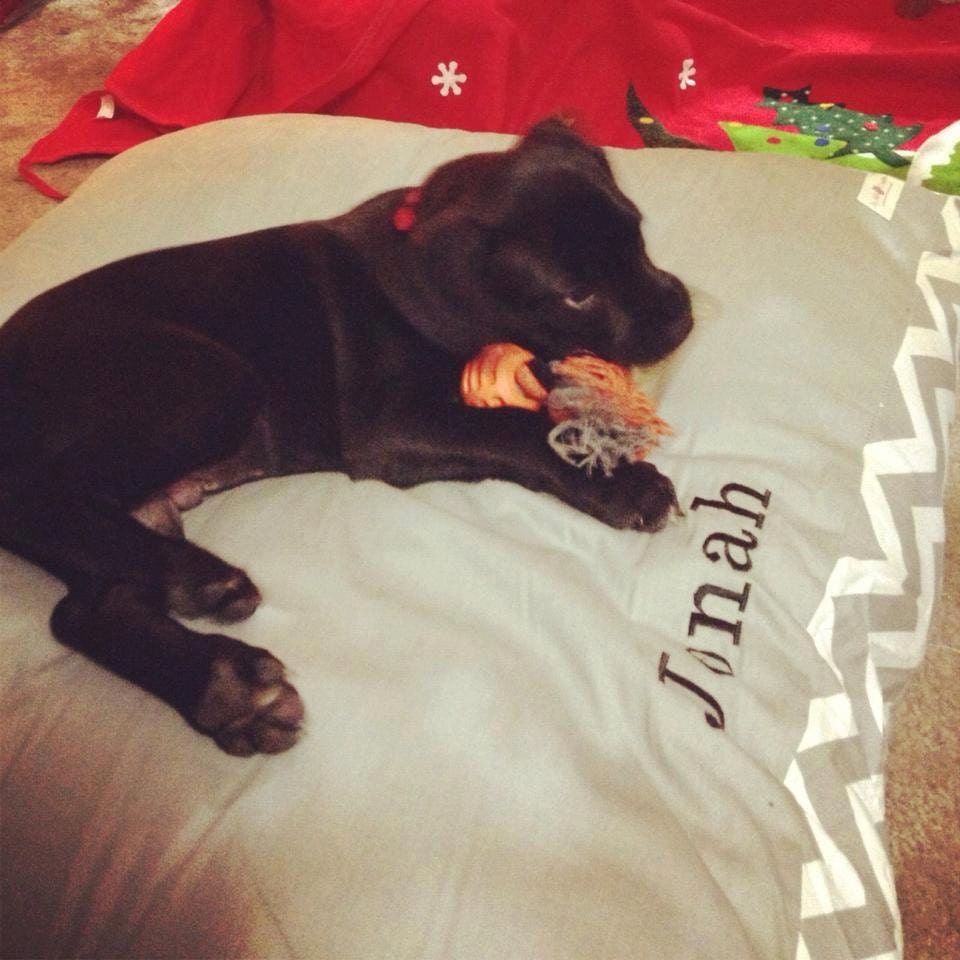 Washable Dog Beds