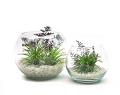 Purple Rain Air Plant Terrarium Duo - Indoor Glass Terrarium Set