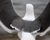 Lincoln City Oregon, Seagull, Lift off, beach decor, Ocean beaches, Oregon, Take Flight, 5 x 7 black and white photograph