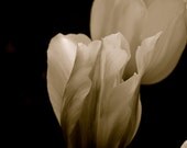 black and white photograph of tulips, elegance, tulips close up, white tulips, FPO, FPOE  8 x 10